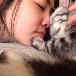 秒拍动物搞笑视频,笑出腹肌的动物日常